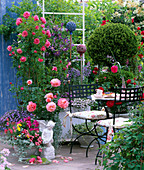 Rose, clematis, Cupressocyparis