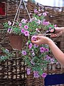 Petunias wreath