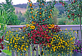 Bidens 'Sunrise' (Goldmarie), Thunbergia alata (Schwarzäugige)