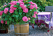 Hydrangea 'Heidelberg' (Hydrangea solitaire in a wooden tub)