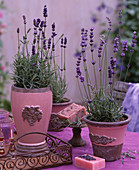 Lavandula 'Hidcote Blue' (lavender) in ornamental pots, soaps