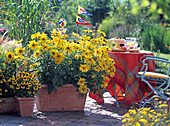 Rudbeckia 'Paradise Sun', 'Toto' / Sonnenhut, Miscanthus