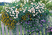 Argyranthemum 'Molimba Duplo White' (Marguerite, Sanvitalia)