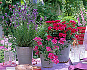 Lavandula 'Munstead' (Lavender), Rosa' Minirose', Verbena 'Lassico'