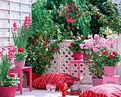 Rot-pinker Balkon mit Johannisbeeren