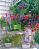 Gladiolus / Gladiolen-Hybride, Petunia / gefüllte und einfache Petunien