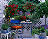 Rosa 'Heidefeuer' (Stem Rose), Laurus (Laurel), Olea (Olive Tree)