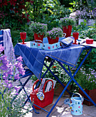 Isotoma fluviatilis (porcelain flowers) in red pots