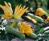 Cucurbita pepo (zucchini)