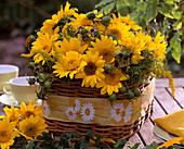 Helianthus 'Capenoch Star' (Sunflowers)