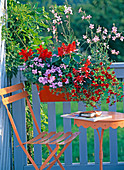 Salvia Splendens 'Sizzler Red Stripe' (Thompson & Morgan)