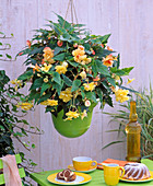 Begonia 'Illumination' (garland begonia) apricot and yellow