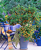 Citrus fortunella / Kumquat