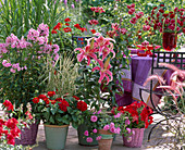 Lilium (Lily), Phlox 'Country Wedding' (Phlox)