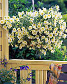 Petunia 'Vanilla' (Petunia)