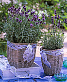 Lavandula 'Hidcote Blue'-Munsted' (Lavender)