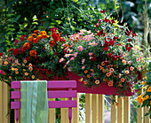 Calibrachoa 'Celebration Fire' (Zauberglöckchen)