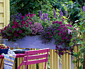 Surfinia 'Purple Mini' (Petunia)