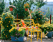 Thunbergia (Black-eyed Susanne), Lilium (Lily)