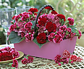 Dianthus (Carnation), Hydrangea (Hydrangea)