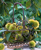 Castanea sativa (chestnuts, sweet chestnuts) with spiked shell in iron basket