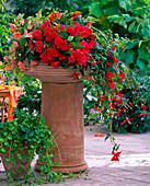 Begonia 'Illumination' / Girlandenbegonien rosa, orange und lachs