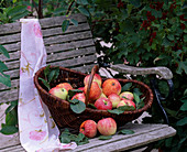 Malus (apples in a wicker basket on a wooden bench)