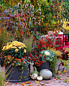 Chrysanthemum 'Spider' (orange Chrysantheme), Pyracantha (Feuerdorn), Cornus