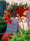 Begonia 'Illumination' (Garland begonia) light red and orange