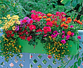 Pelargonium / Geranie, Helichrysum 'Bronze' / Strohblumen