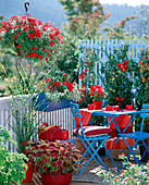 Verbena 'Bushy Crimson' (verbena)