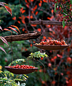 Schalen mit Malus (Zieräpfeln), Rosa (Hagebutten), mit Draht an Ästen aufgehängt