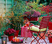 Chrysanthemum 'Tictac' (Tipo), Pyracantha (Feuerdorn), Calluna (Heather)