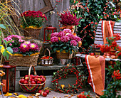 Chrysanthemum, Erica gracilis (Topferika), Brassica (Zierkohl), Carex (Herbstseg