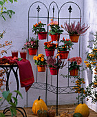 Screen with flower pots, Calluna (heather), Capsicum (ornamental pepper), Chrysanthemum