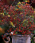 Rosa multiflora (rose hips as bouquet)