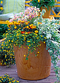 Helichrysum sundaze 'Gold' (Strawflower)