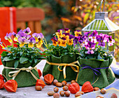 Viola Sorbet 'Orange Duett', 'Purple Duett', 'Sunny Royale' (Hornveilchen)