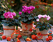 Cyclamen 'Libretto' (Alpenveilchen), Physalis (Lampions), Hedera (Efeu)