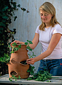 Pocket amphora with scented pelargoniums (1/2)