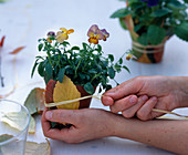 Viola cornuta in a glass (1/2). Viola cornuta (horned violet), pot with autumn leaves