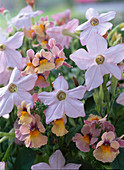 Nicotiana Tuxedo 'Peach' (ornamental tobacco)