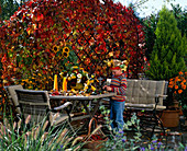 Sitzplatz auf Herbstterrasse mit Partenocissus und Helianthus