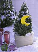 Buxus (boxwood) in the snow, wooden moon, lanterns
