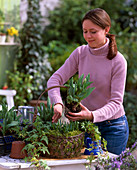 Plant metal basket