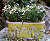 Galanthus (snowdrop) in jardiniere