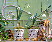 Galanthus (snowdrops), Allium (bulbs)