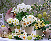 Primula acaulis (primrose), 'Cream' (double primrose)