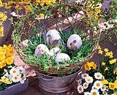 Salix (willow) woven as a living Easter nest