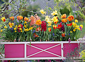 Pink box with tulipa (tulip)